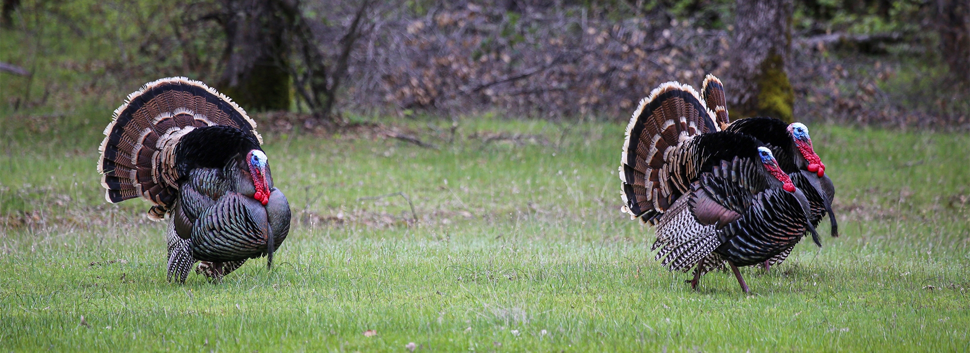 California Wild Turkey Hunting Guides